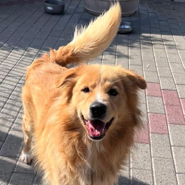 DIOR CAGNOLINO FULVO Foto 2